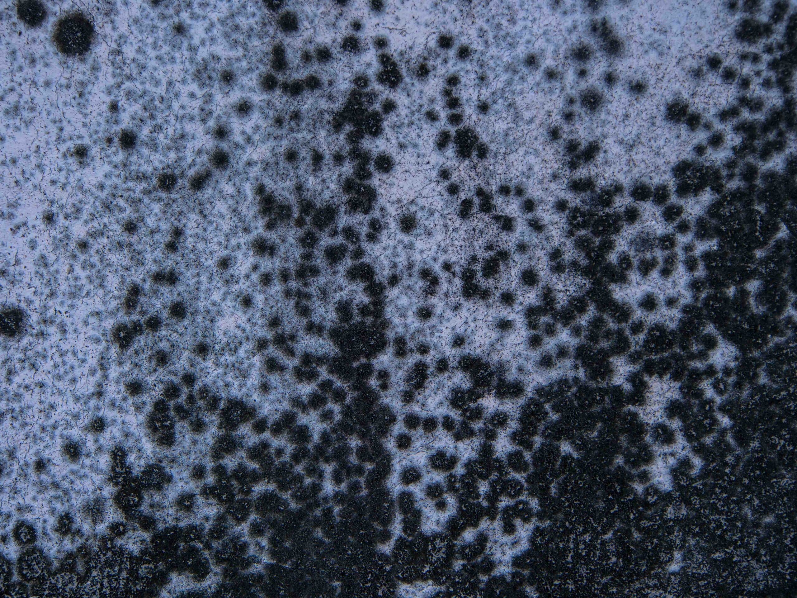 Can a moldy basement be fixed?